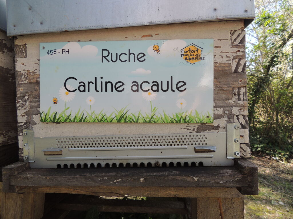 La ruche Carline acaule
