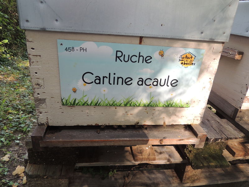 La ruche Carline acaule