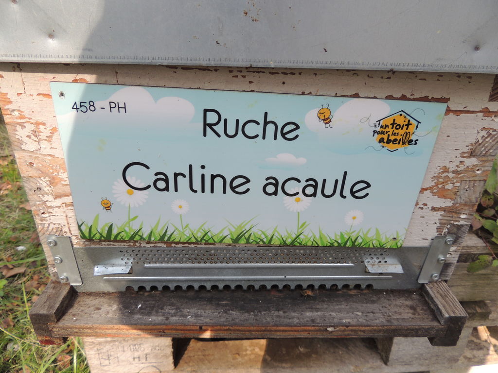 La ruche Carline acaule