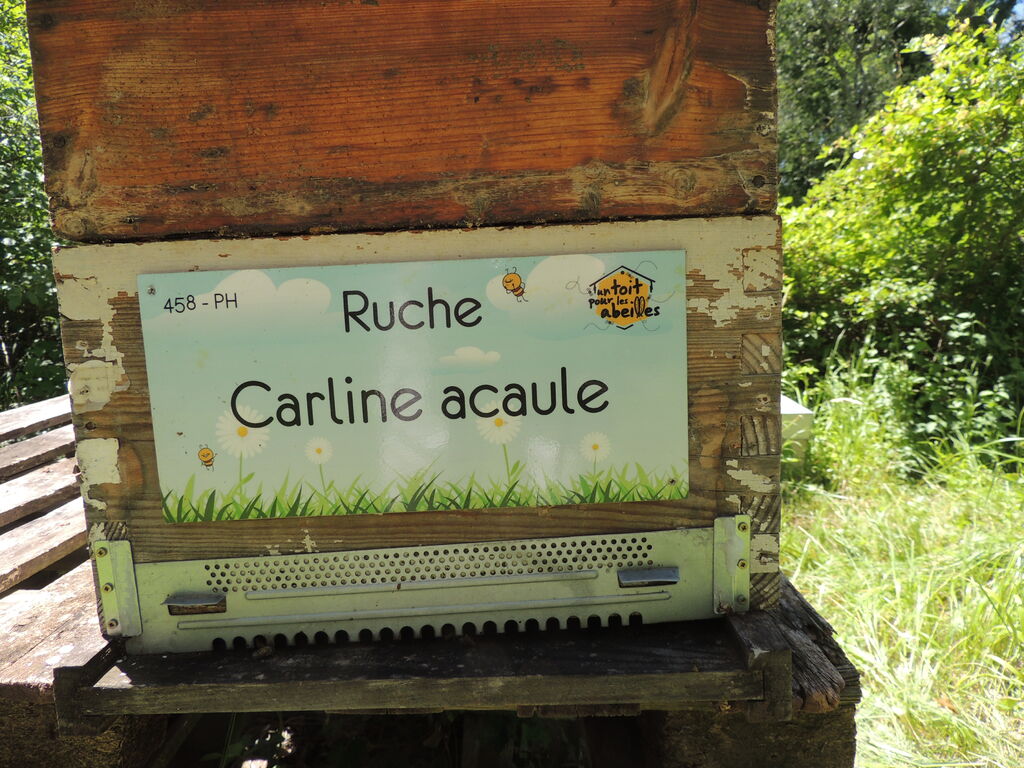 La ruche Carline acaule