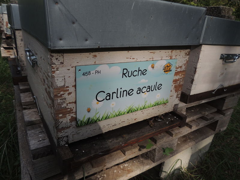 La ruche Carline acaule