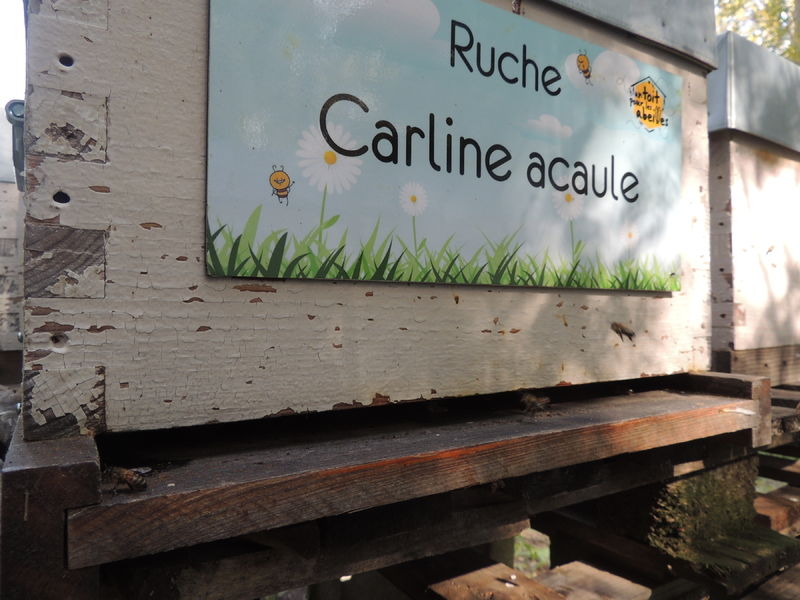 La ruche Carline acaule