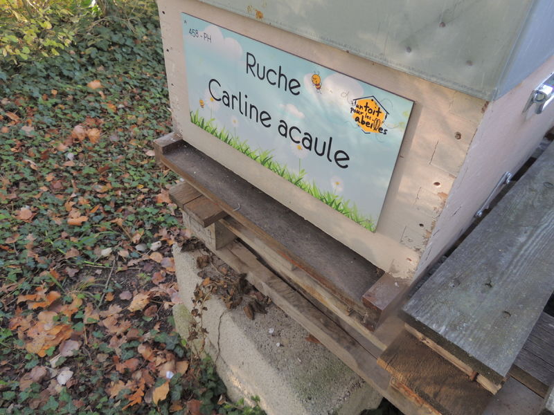 La ruche Carline acaule