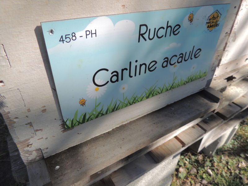 La ruche Carline acaule