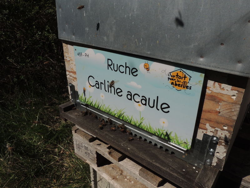 La ruche Carline acaule