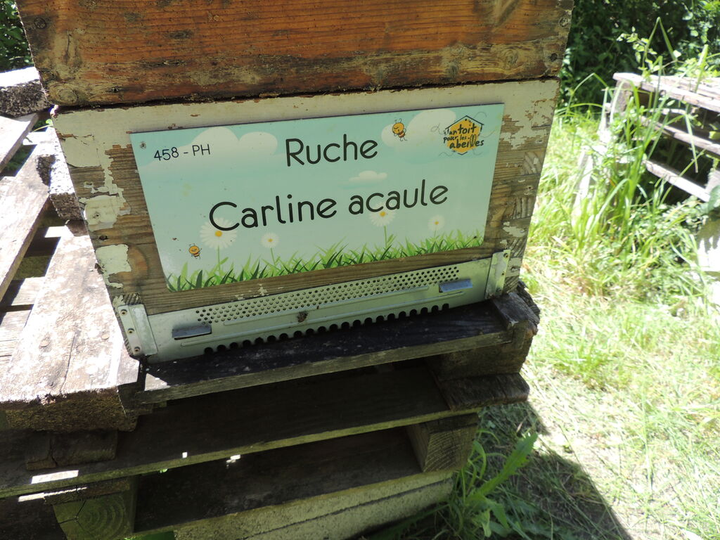 La ruche Carline acaule