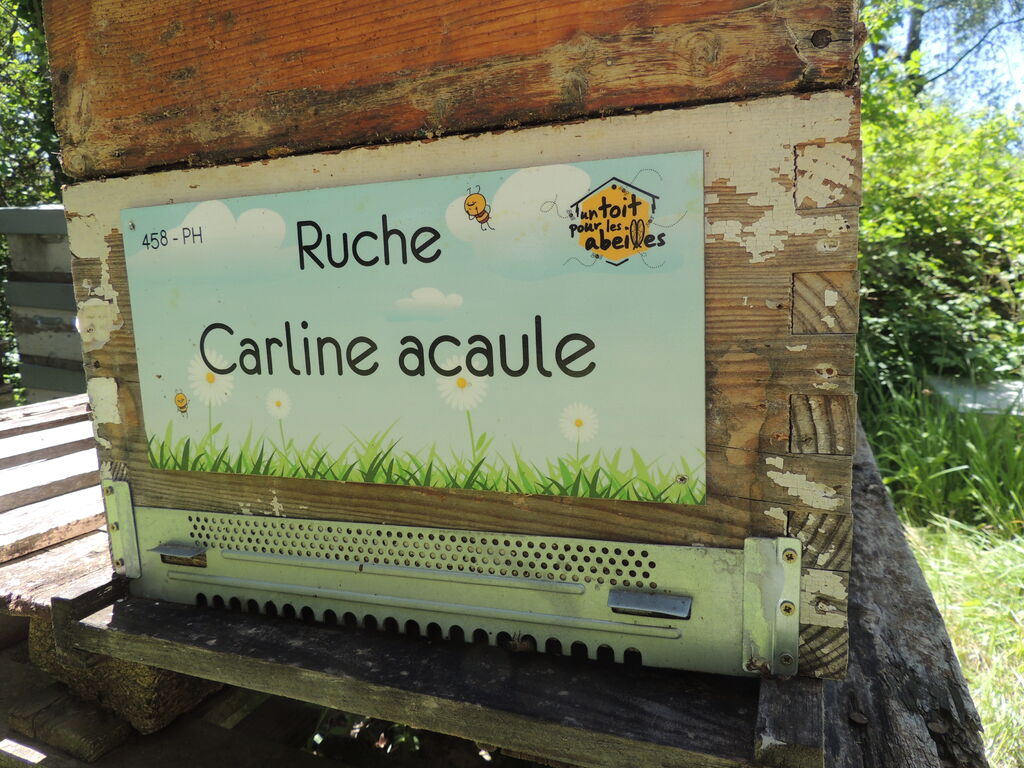 La ruche Carline acaule
