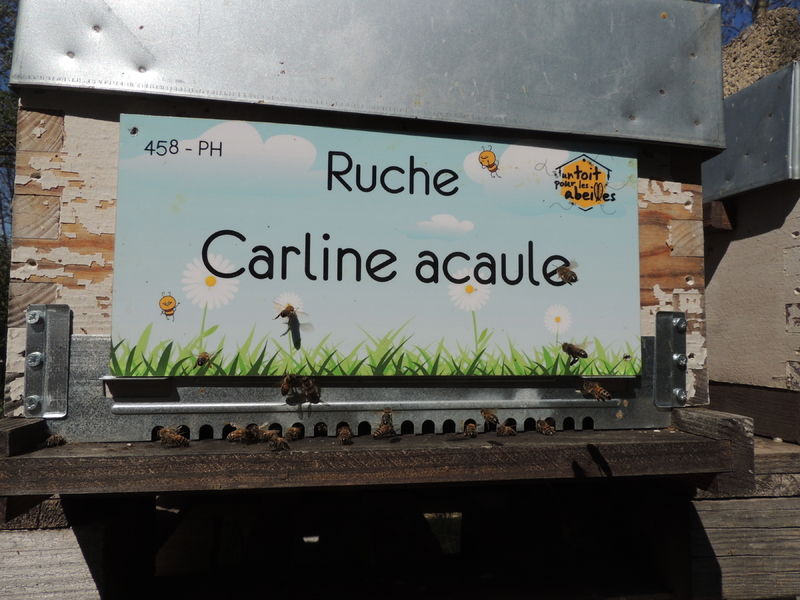 La ruche Carline acaule