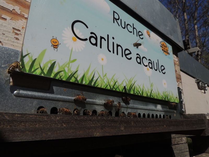 La ruche Carline acaule