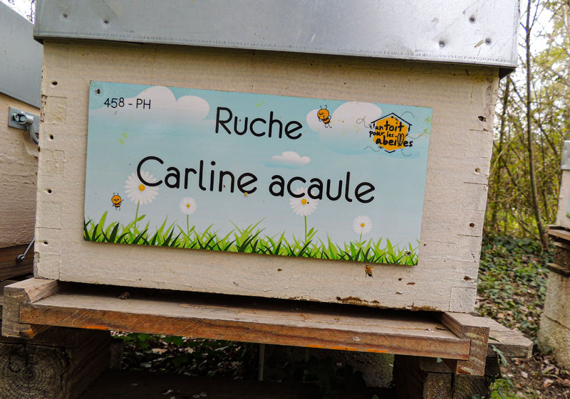 La ruche Carline acaule
