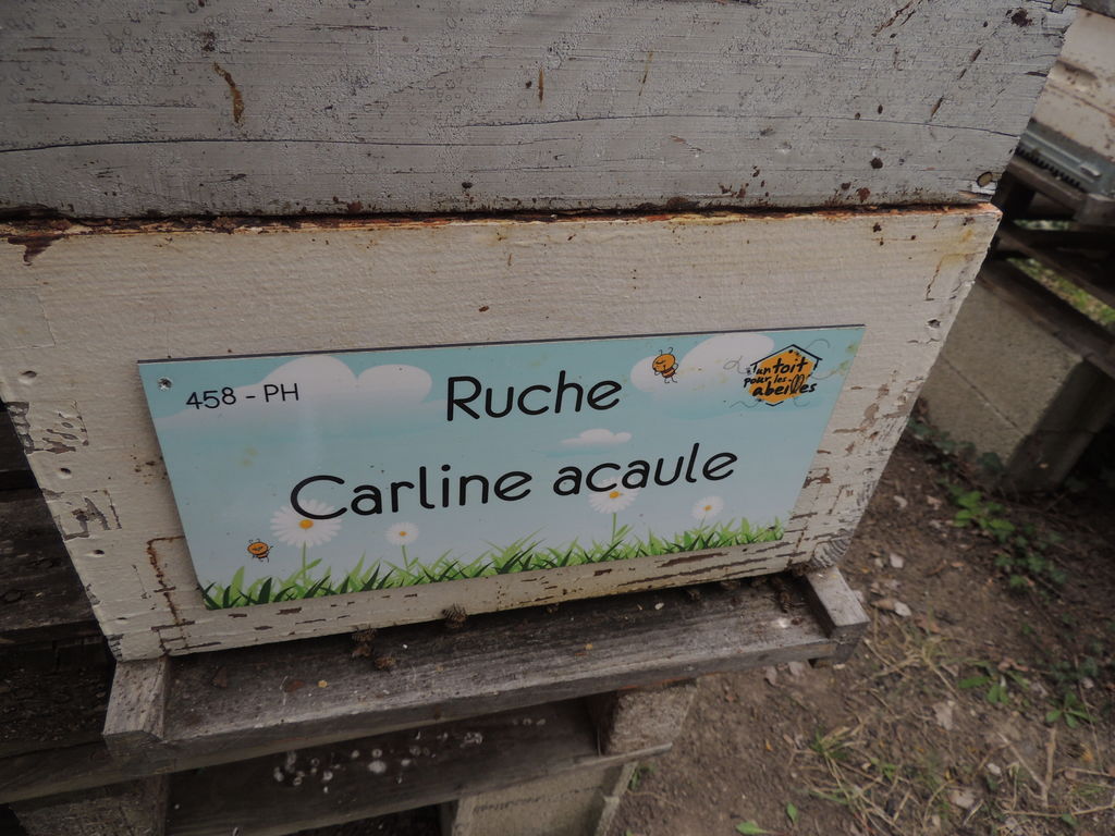 La ruche Carline acaule