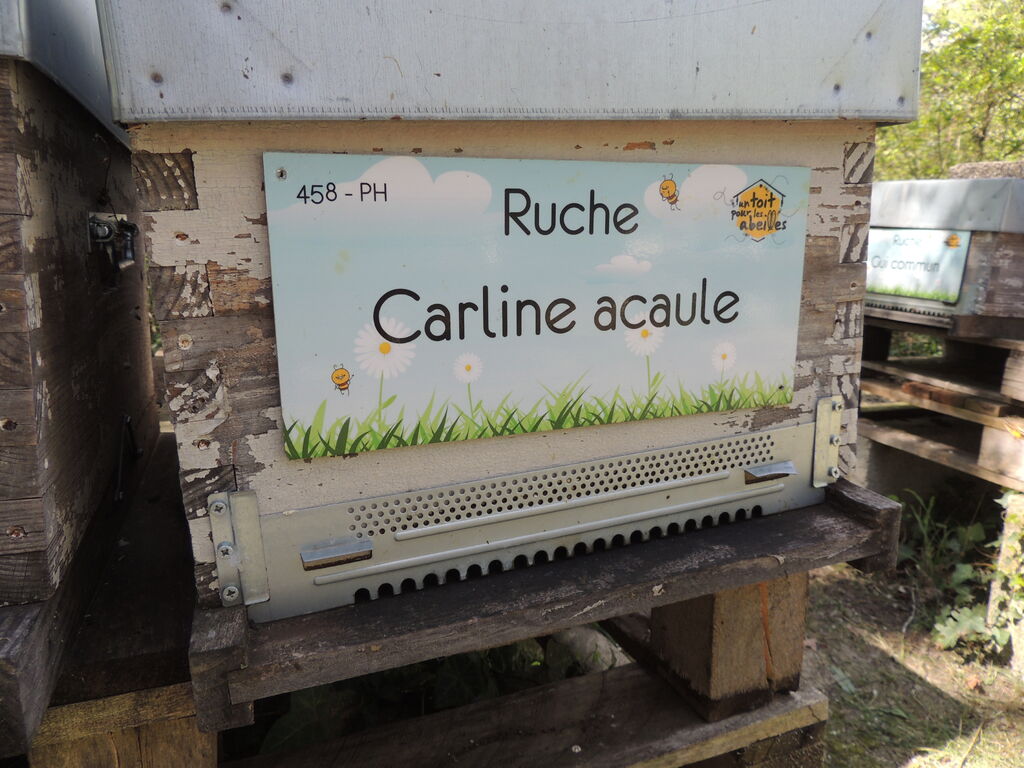 La ruche Carline acaule