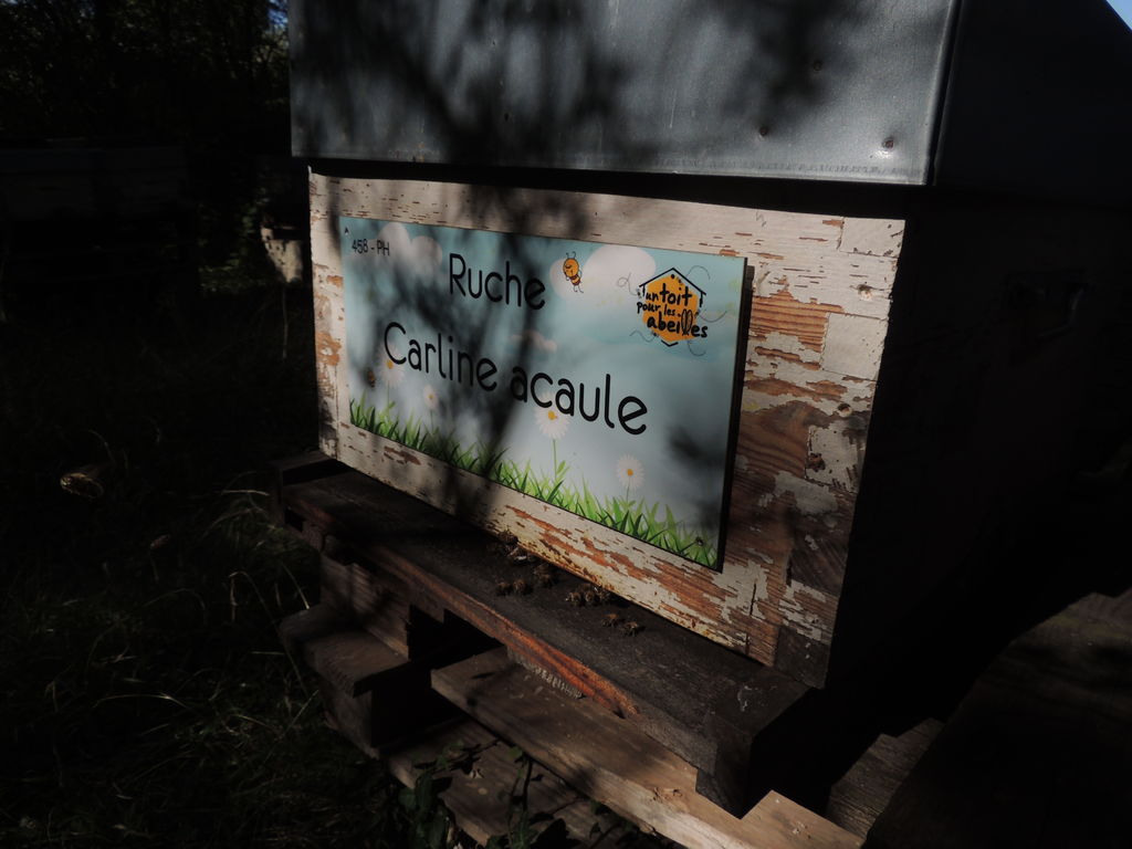 La ruche Carline acaule