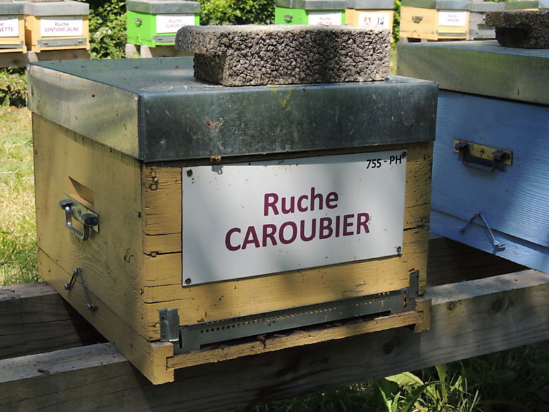 La ruche Caroubier