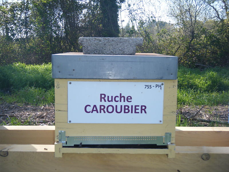 La ruche Caroubier