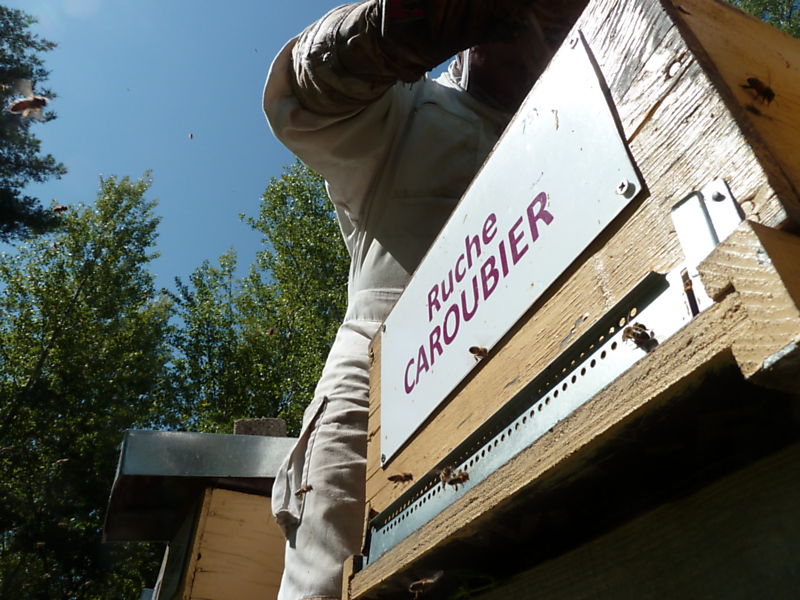 La ruche Caroubier