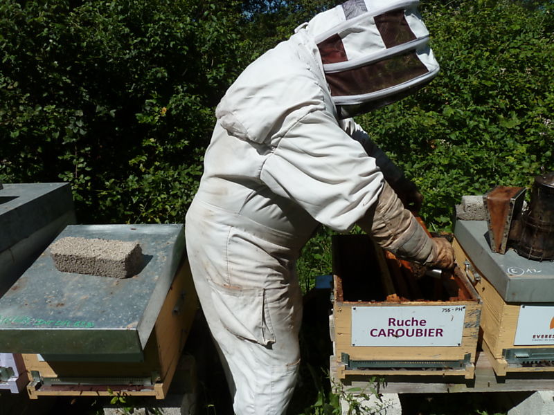 La ruche Caroubier