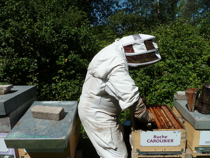 La ruche Caroubier