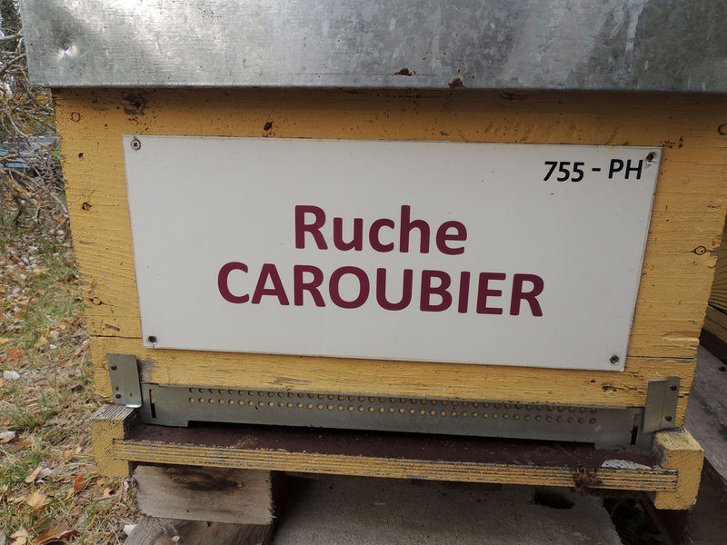 La ruche Caroubier