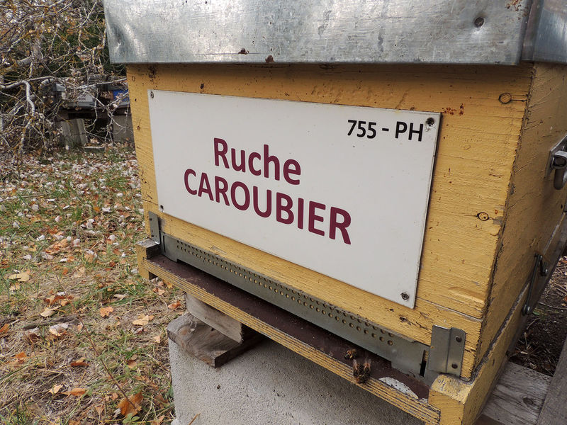 La ruche Caroubier