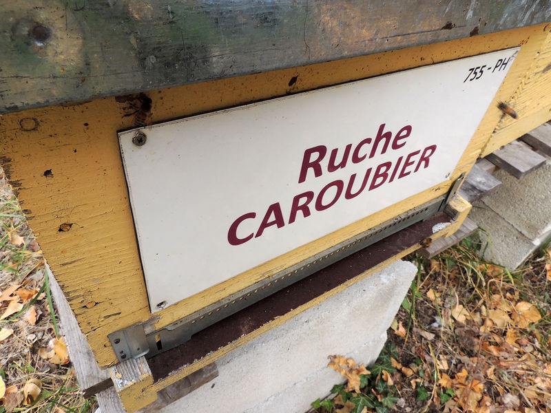 La ruche Caroubier
