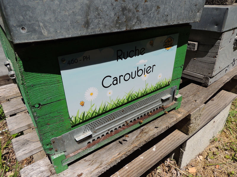 La ruche Caroubier