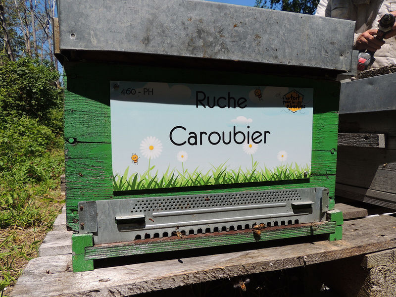 La ruche Caroubier