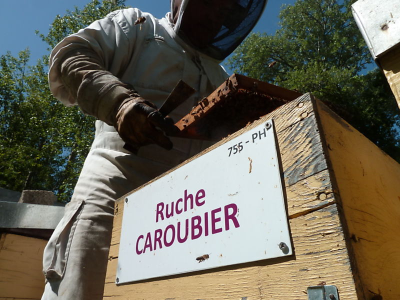 La ruche Caroubier