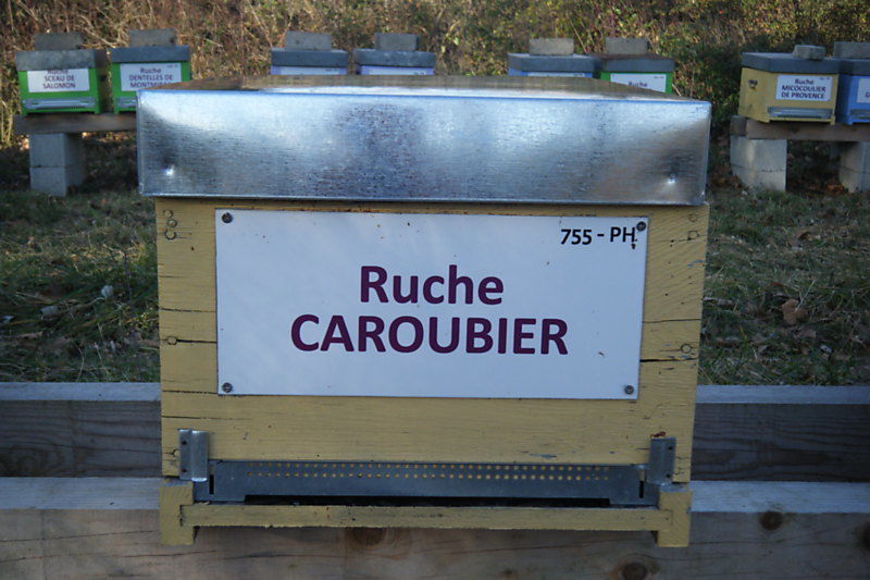 La ruche Caroubier