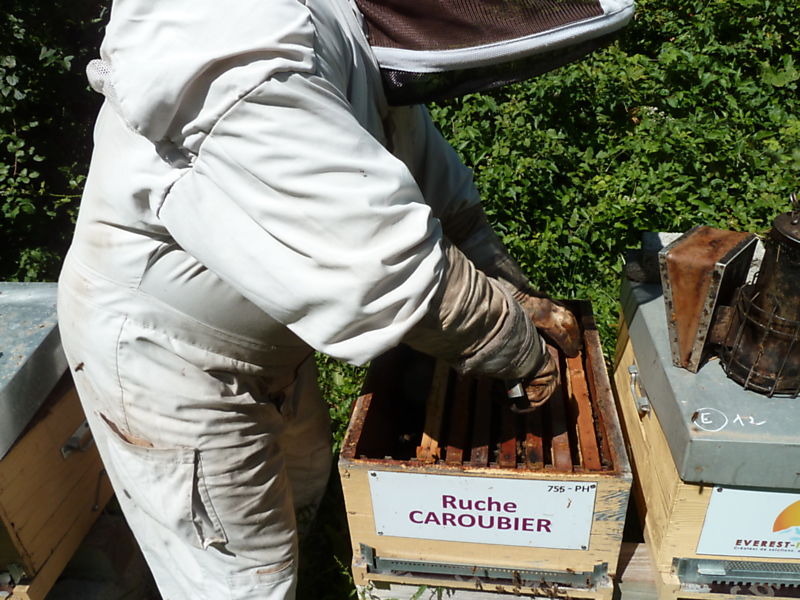 La ruche Caroubier