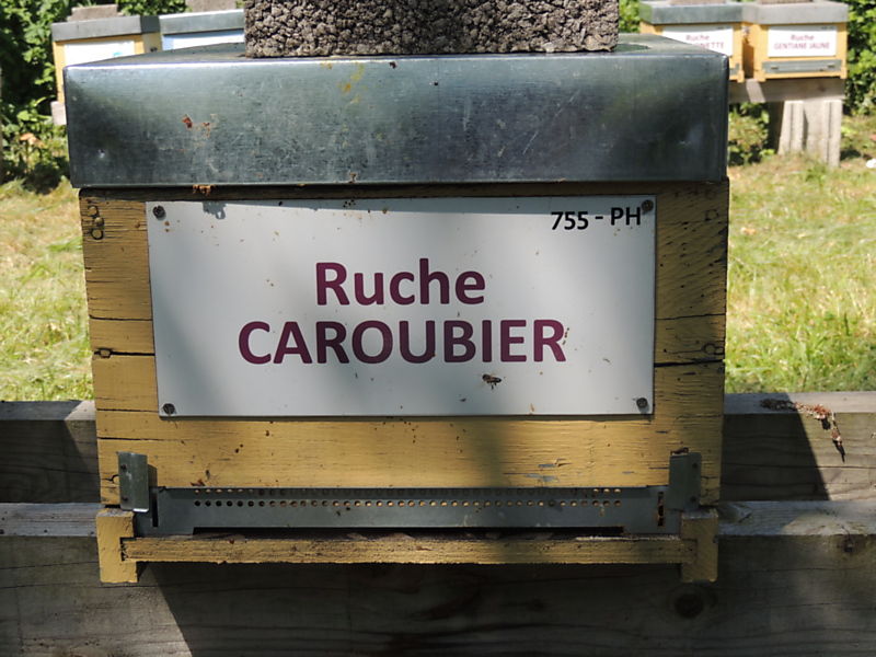 La ruche Caroubier