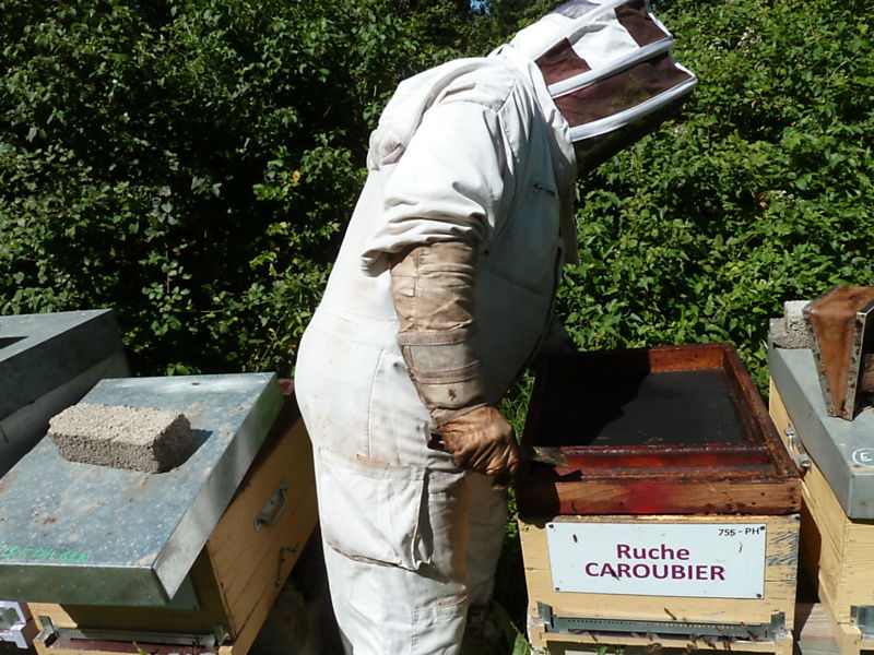 La ruche Caroubier