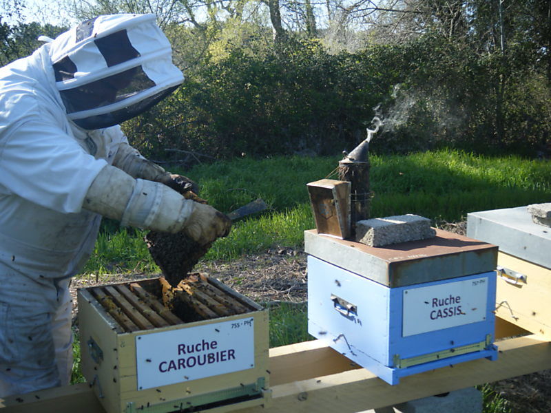 La ruche Caroubier