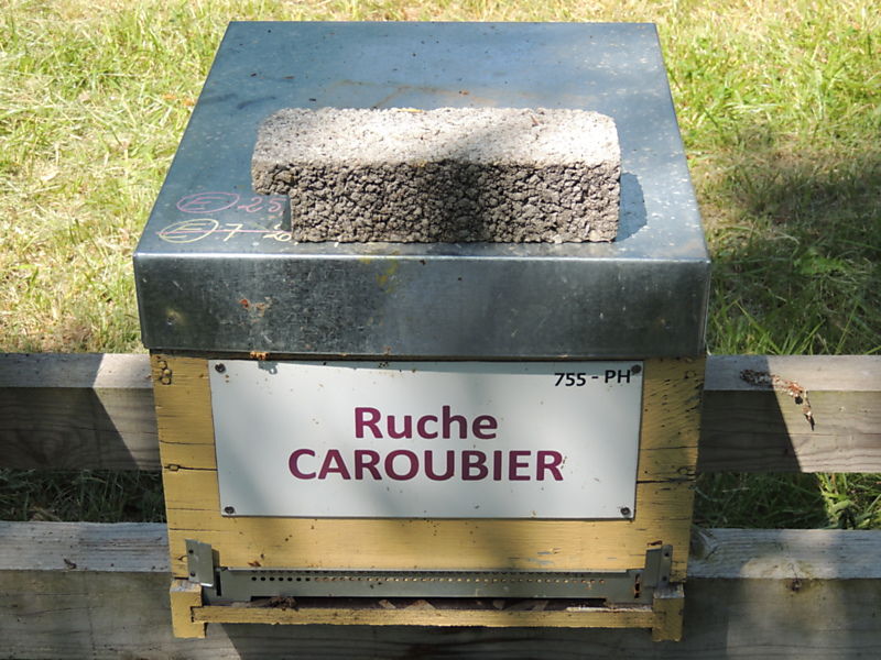 La ruche Caroubier