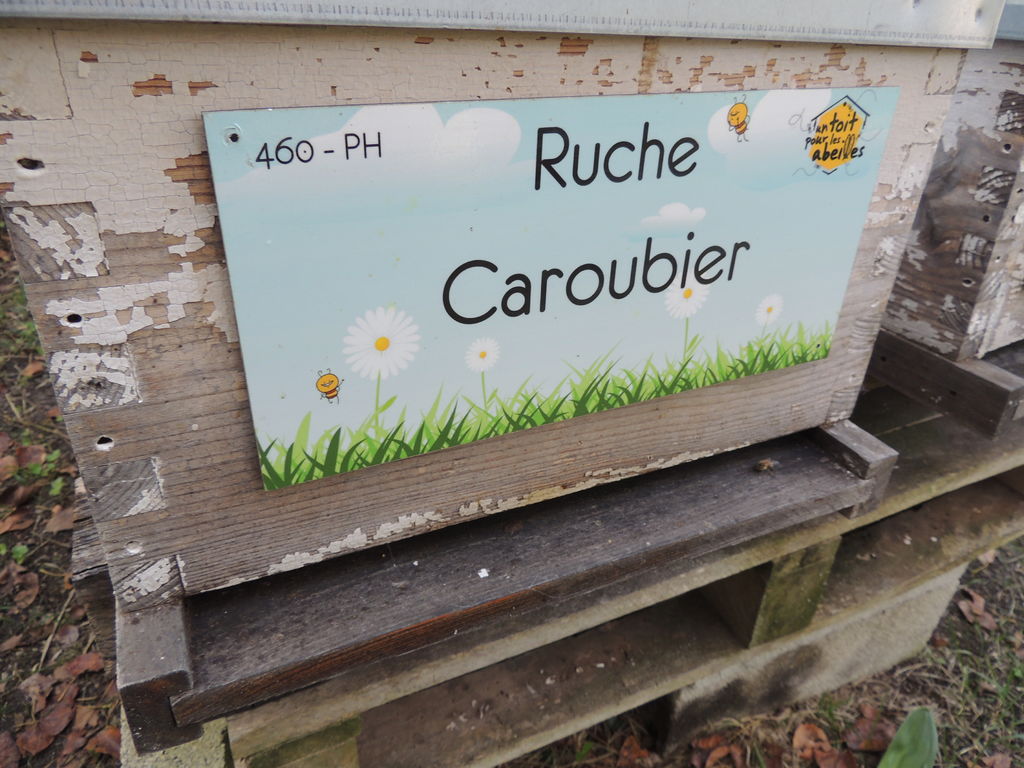 La ruche Caroubier