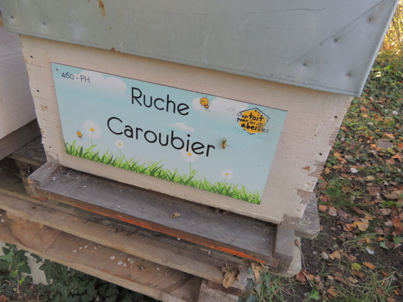 La ruche Caroubier