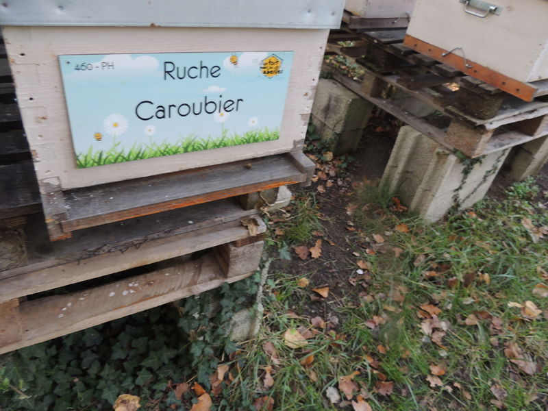 La ruche Caroubier