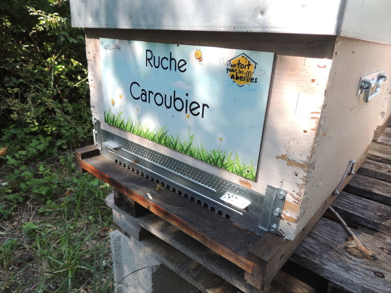 La ruche Caroubier