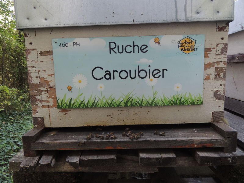 La ruche Caroubier