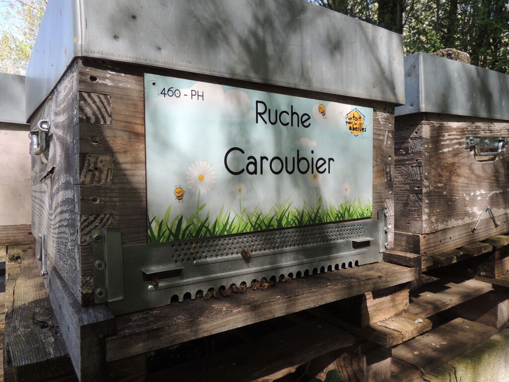La ruche Caroubier