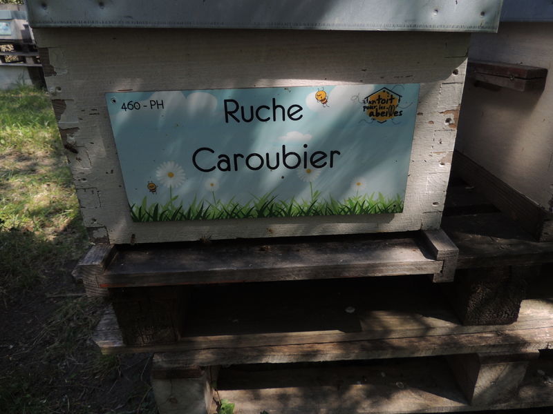 La ruche Caroubier