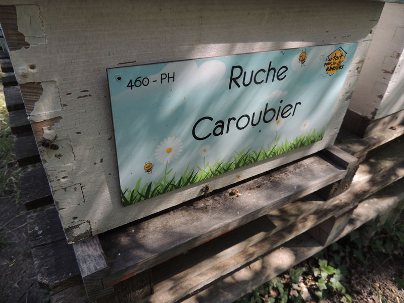 La ruche Caroubier