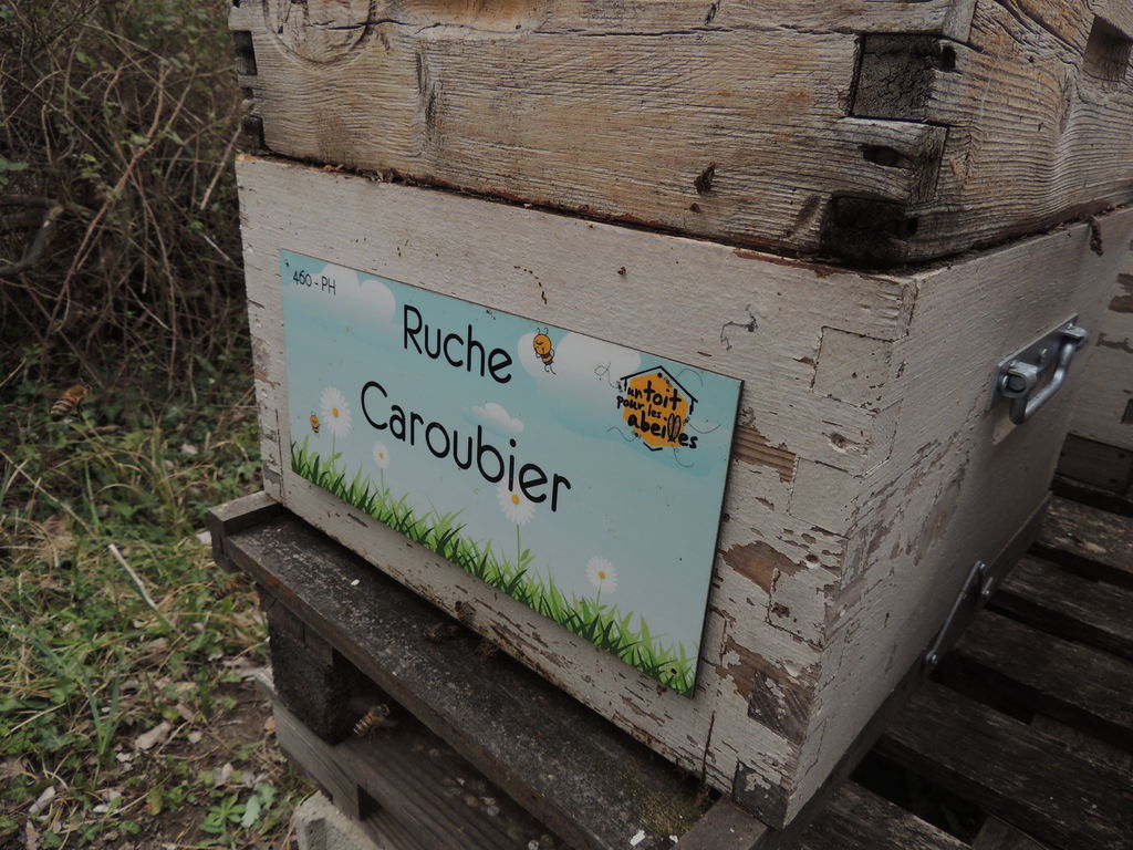 La ruche Caroubier