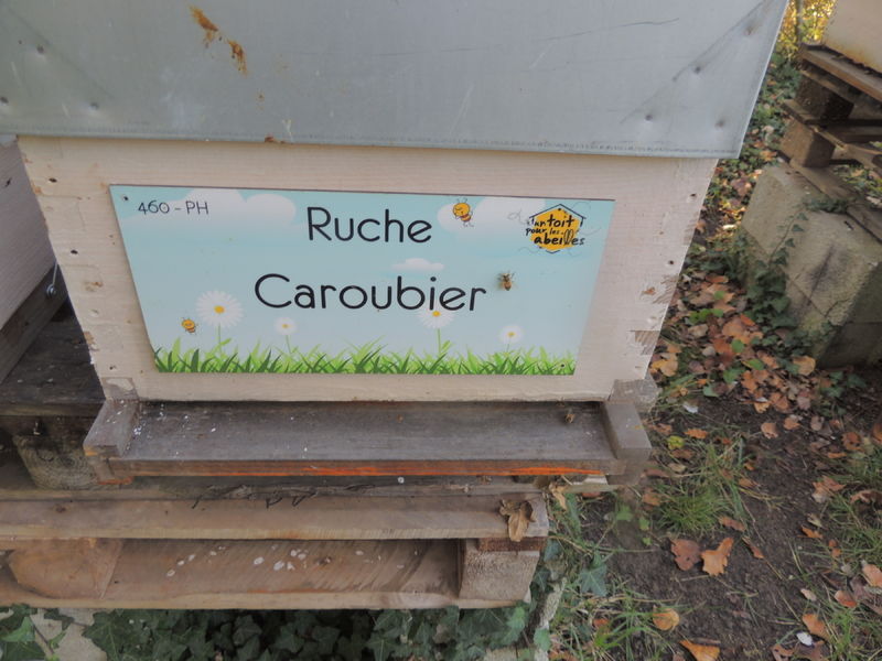 La ruche Caroubier