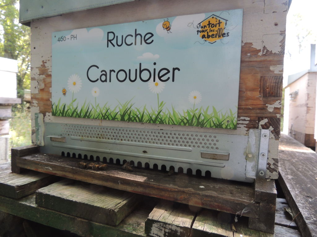 La ruche Caroubier