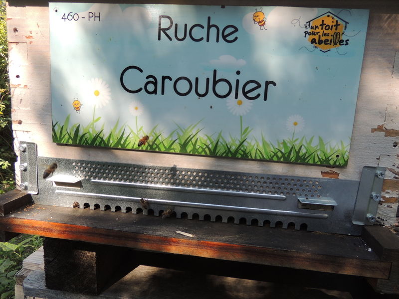 La ruche Caroubier