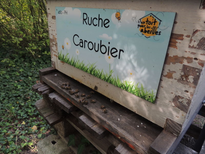 La ruche Caroubier