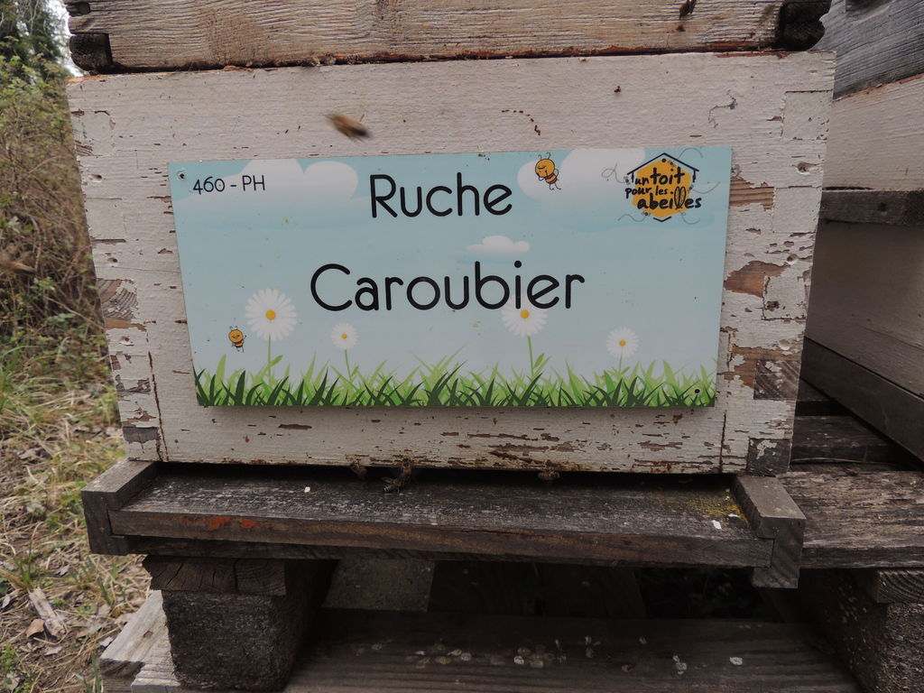 La ruche Caroubier
