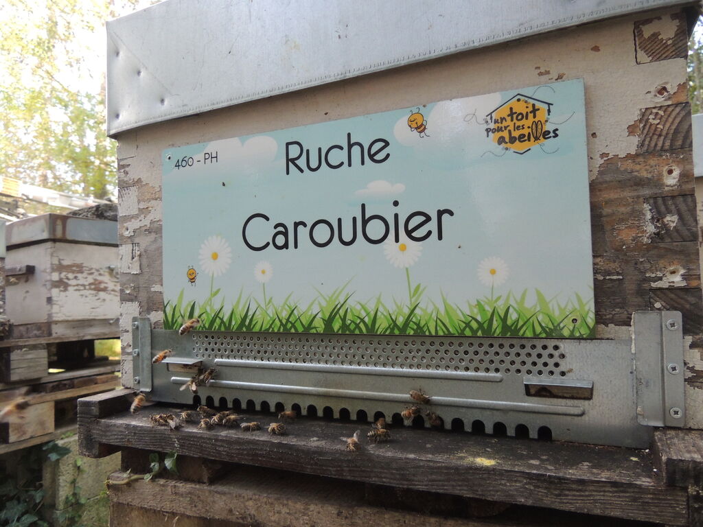 La ruche Caroubier