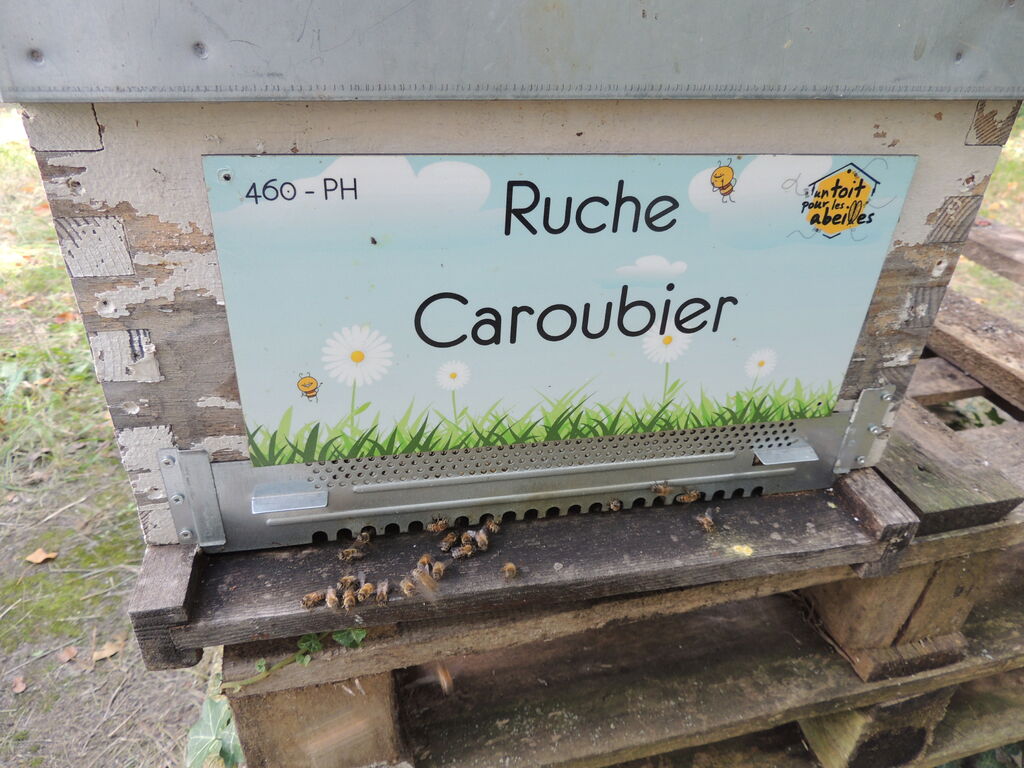 La ruche Caroubier